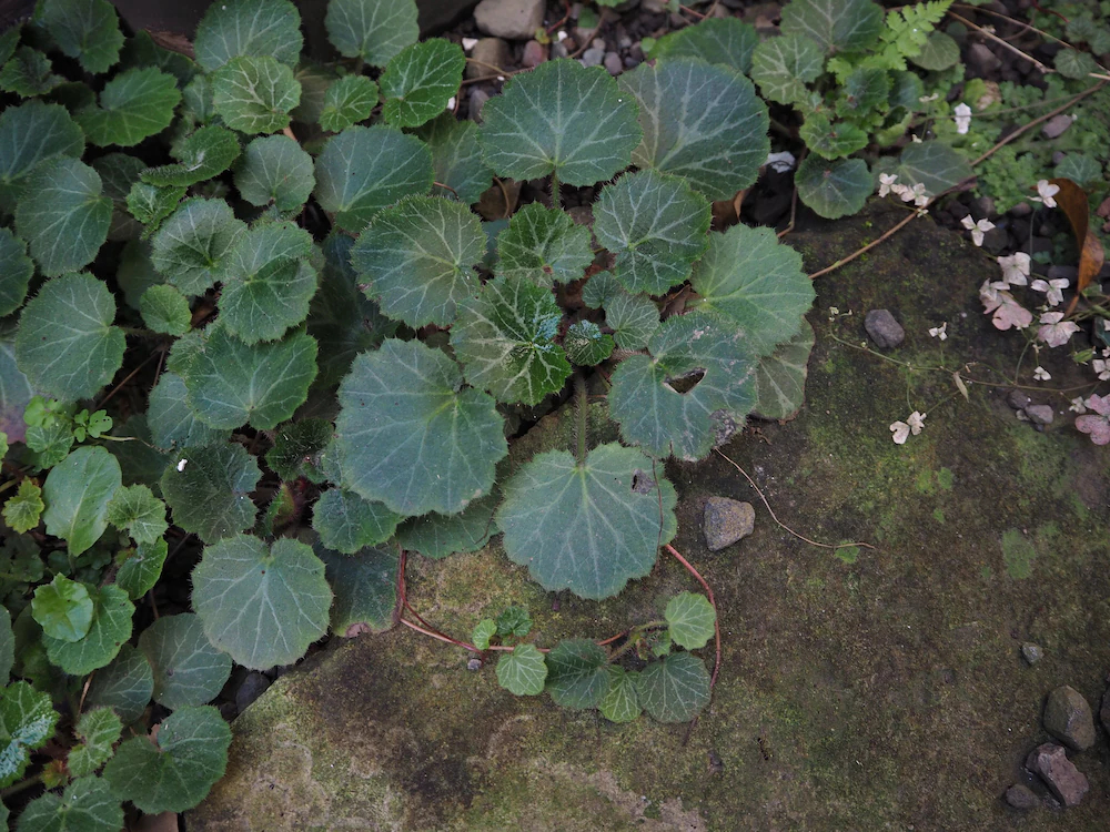 Backpackers Hostel Tsubamenoyado