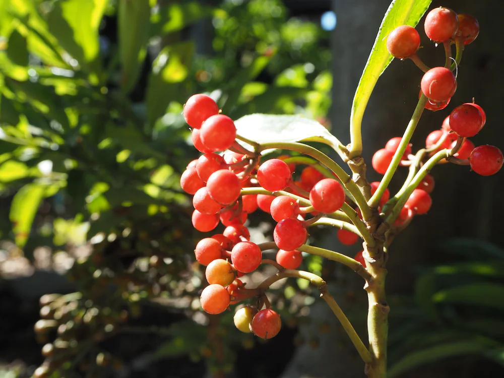 Backpackers Hostel Tsubamenoyado