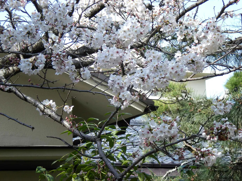 Hotel Hagoromo