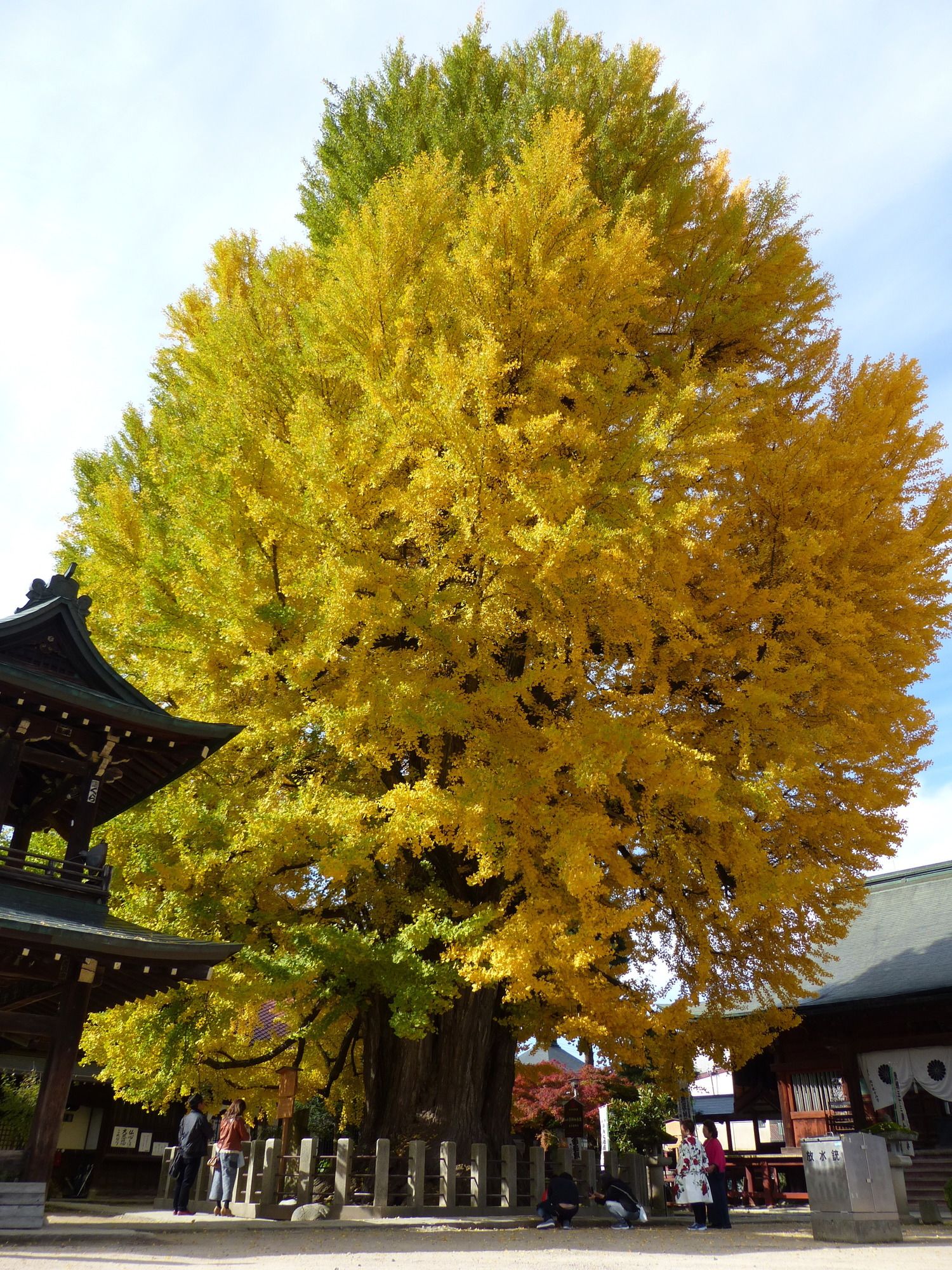 Minshuku Kuwataniya