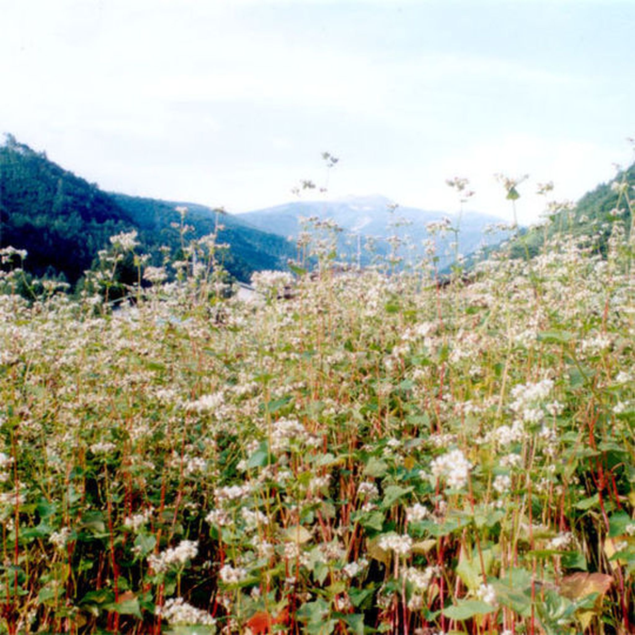 Shichihoukan