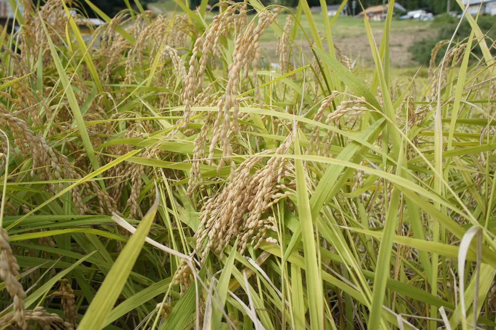 Nashikisou