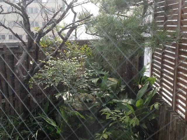 Asano