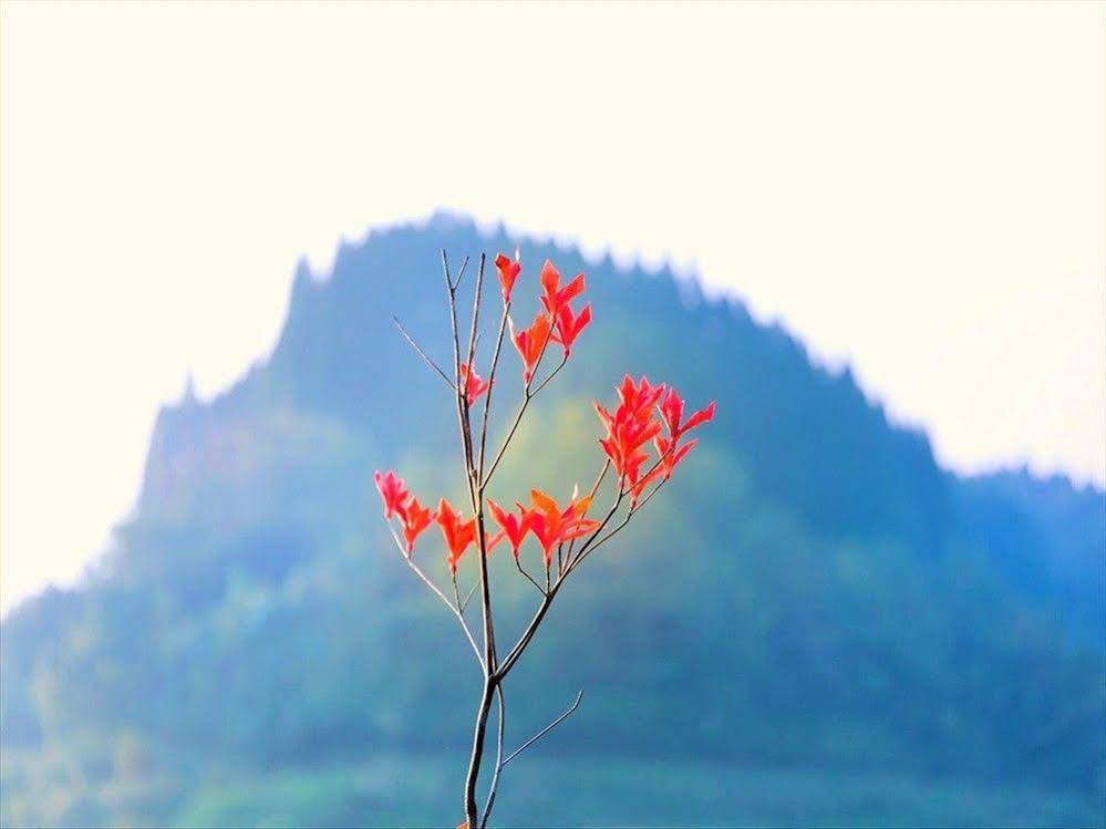 Hatago Sakura