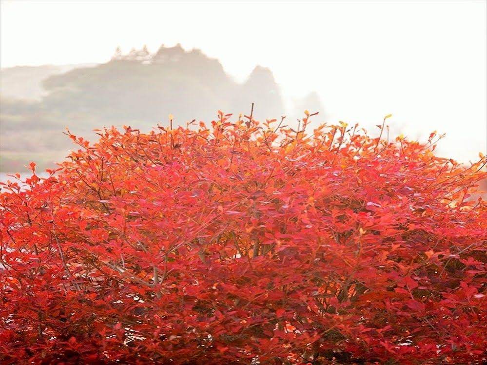 Hatago Sakura