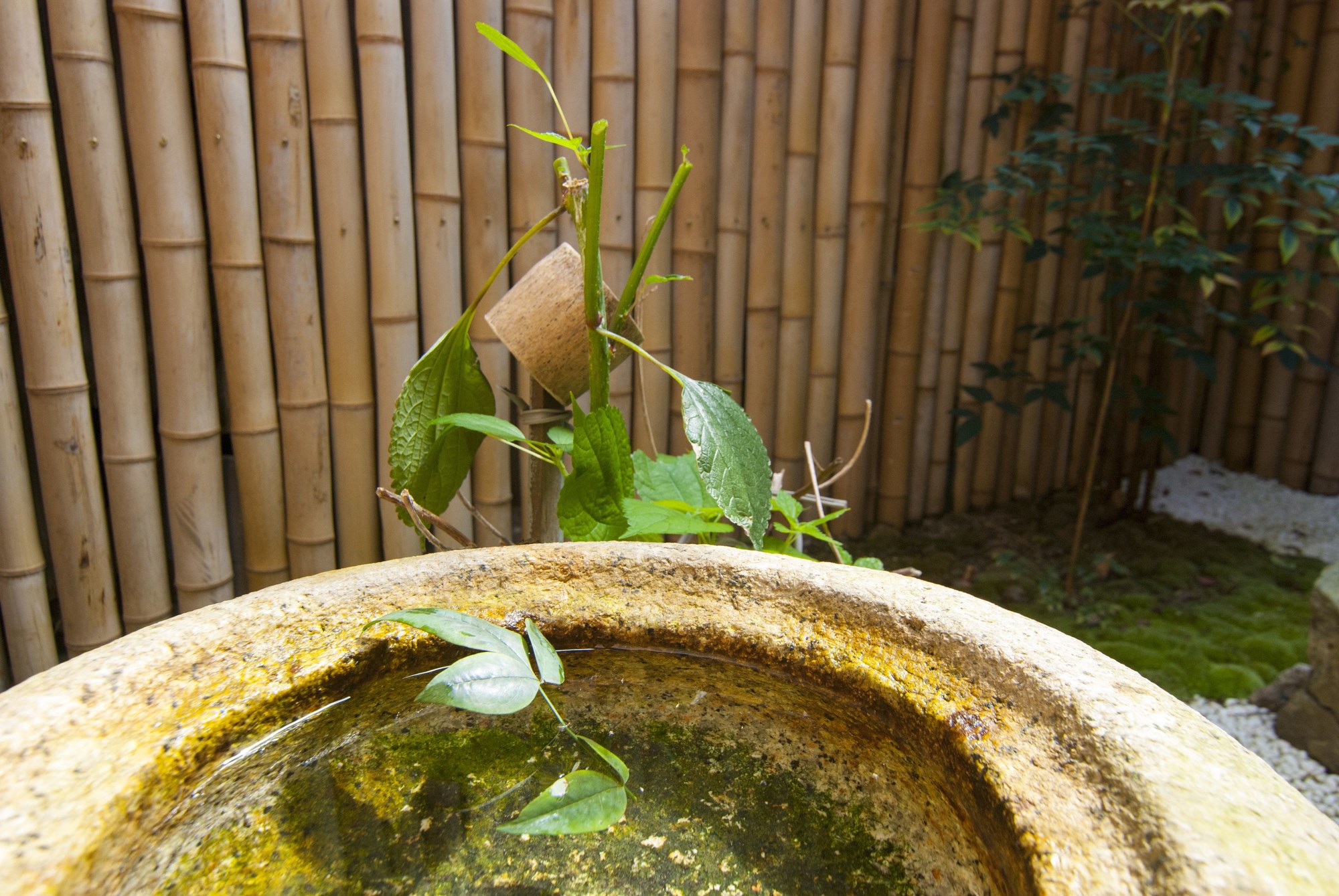 Bamboo Town