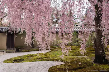 Du Ran Samurai Inn