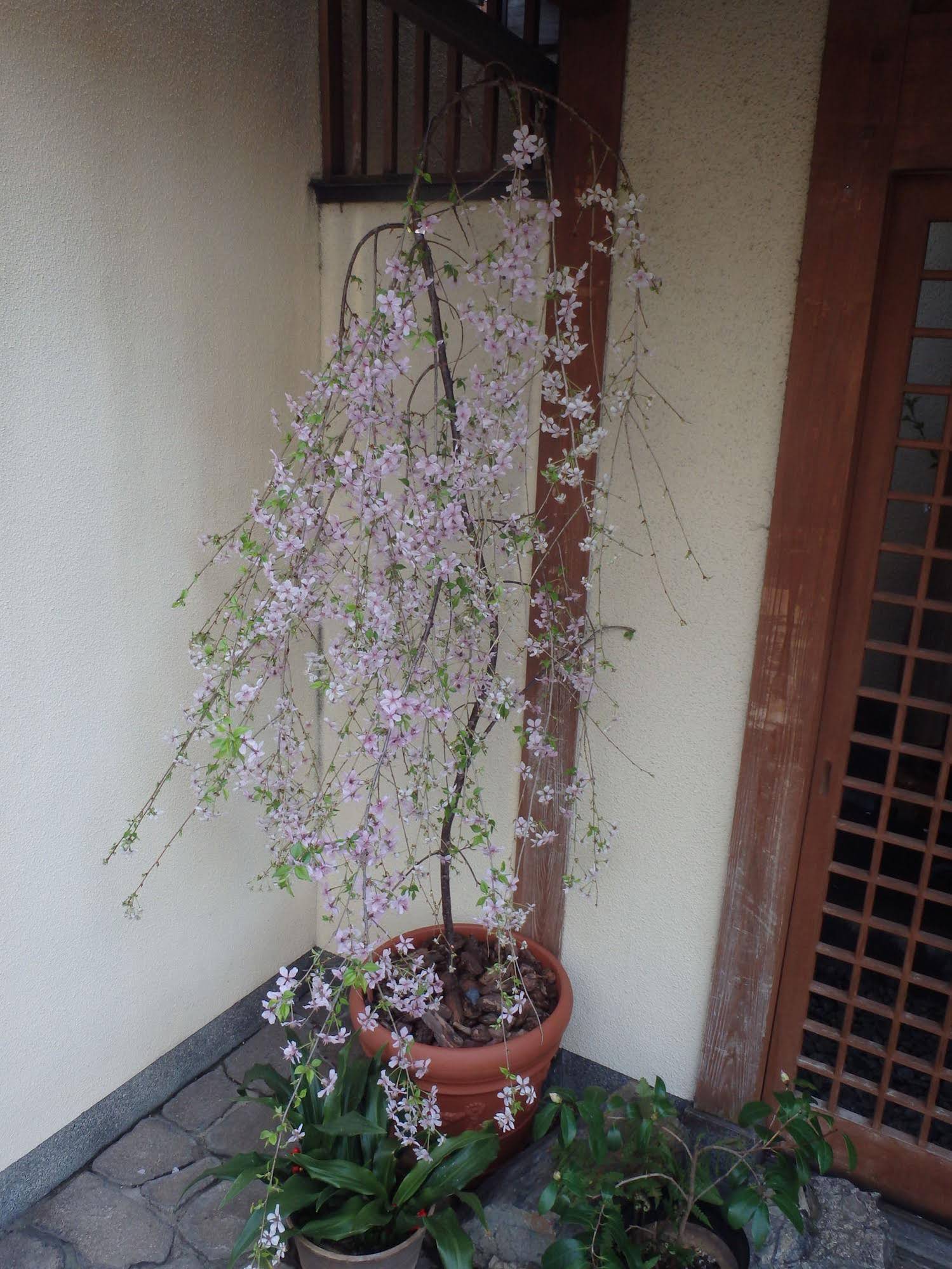 Kamuroan