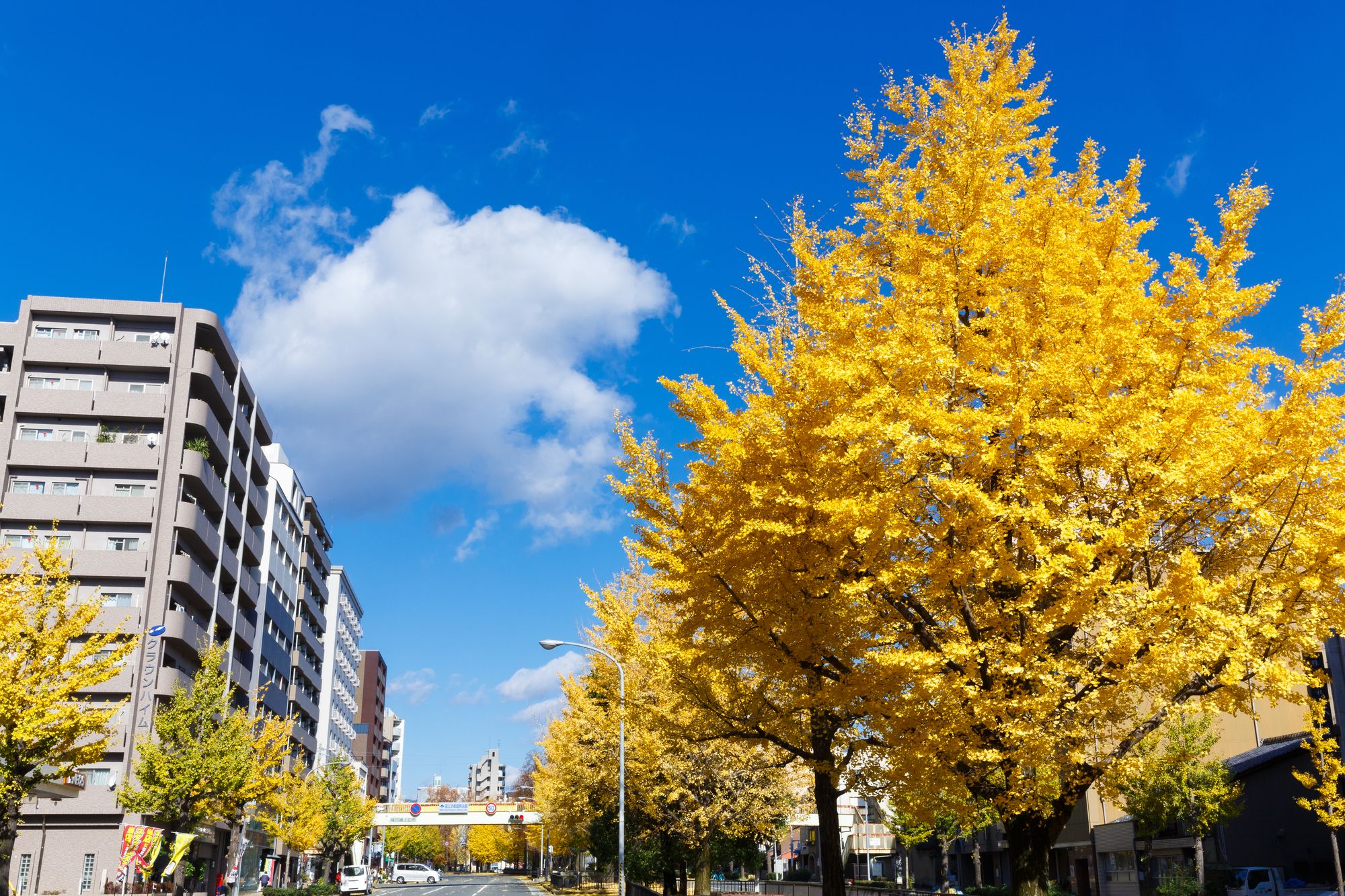 Kyoto City Hotel
