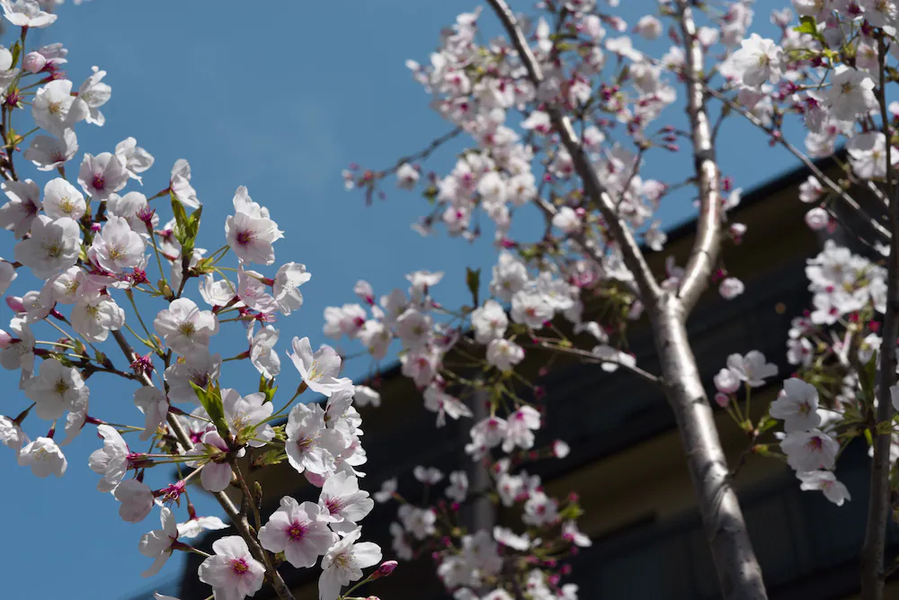 Kyoto Takasegawa Bettei