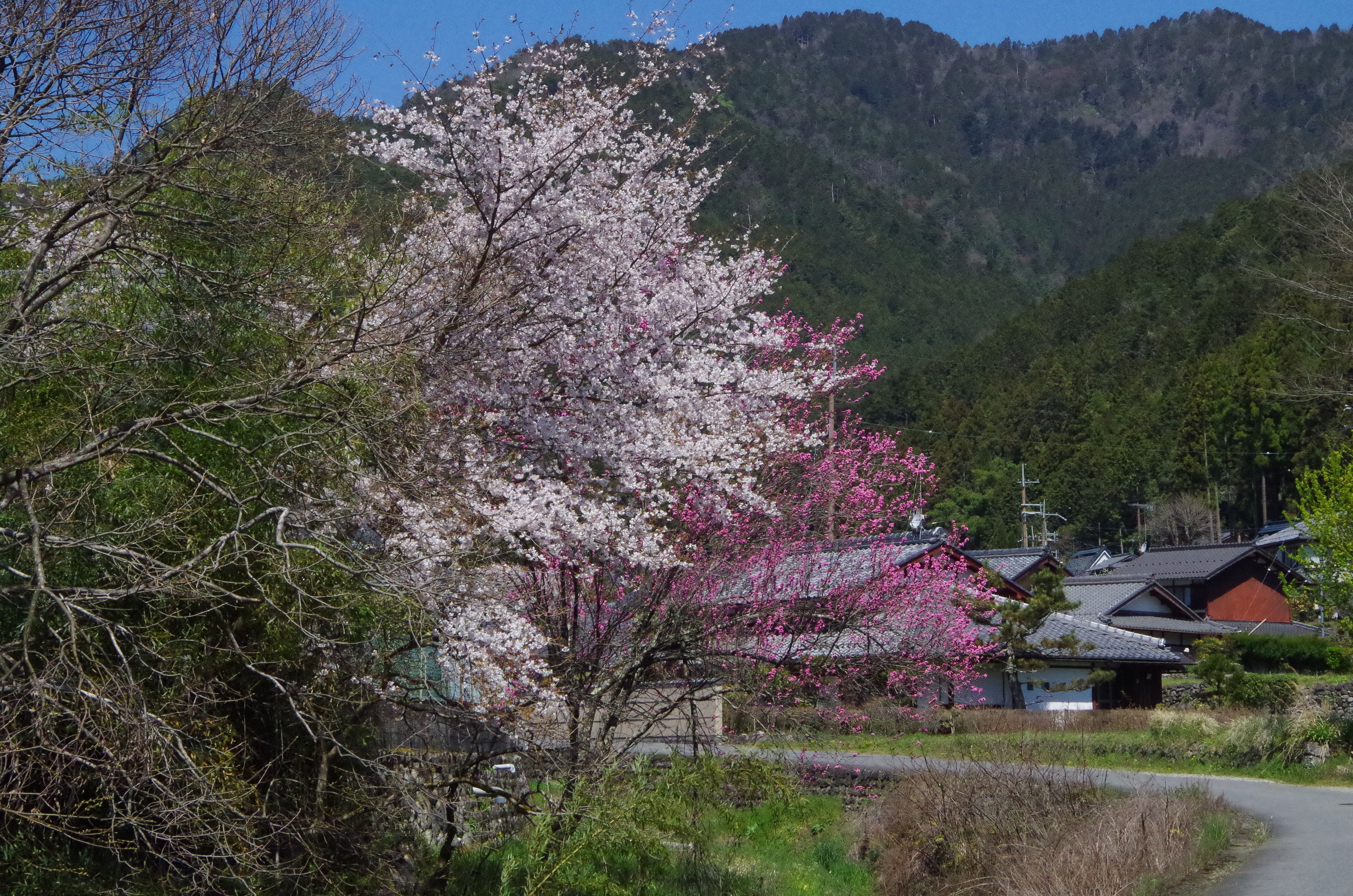 Ryoso Chatani