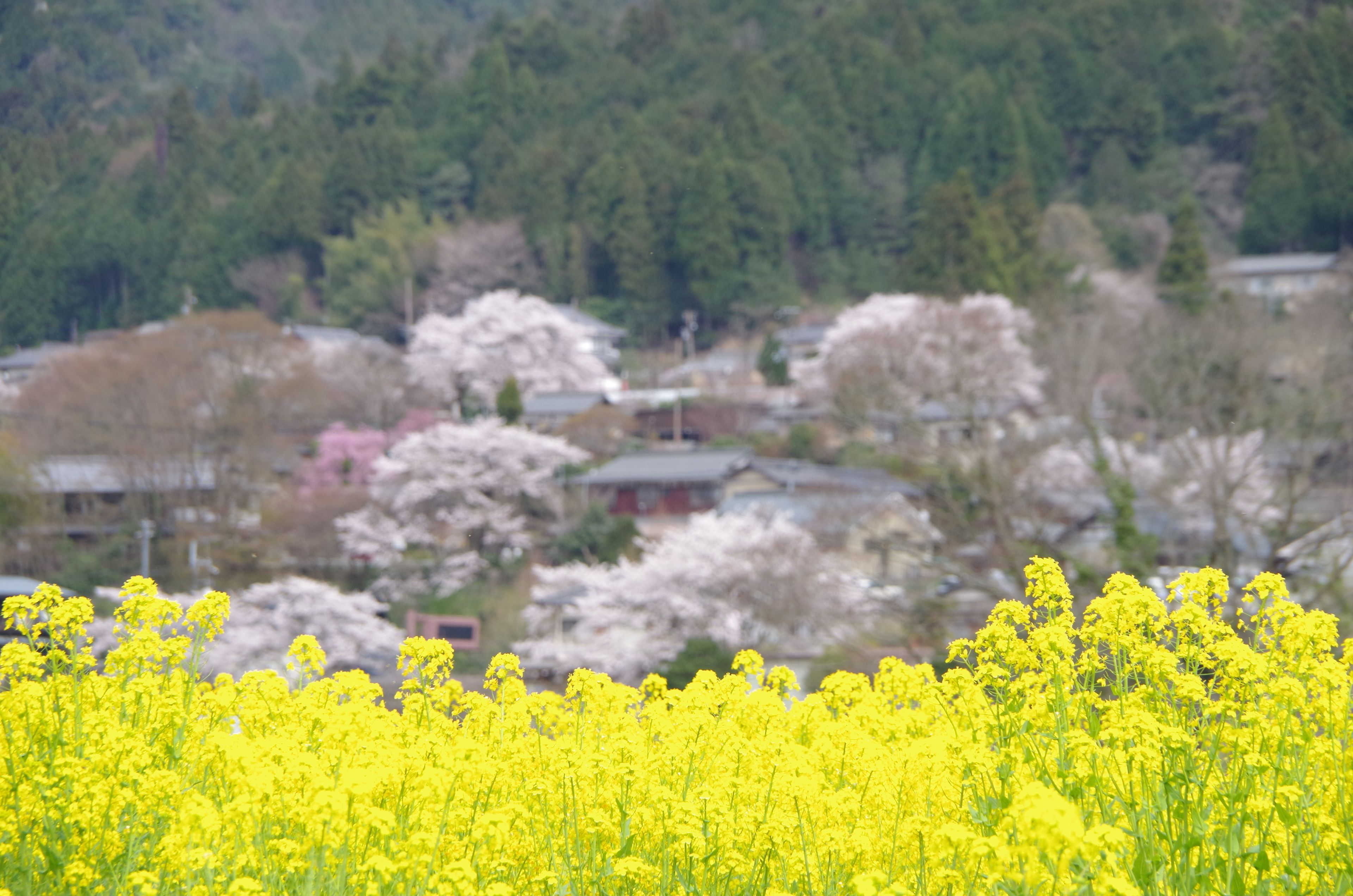 Ryoso Chatani