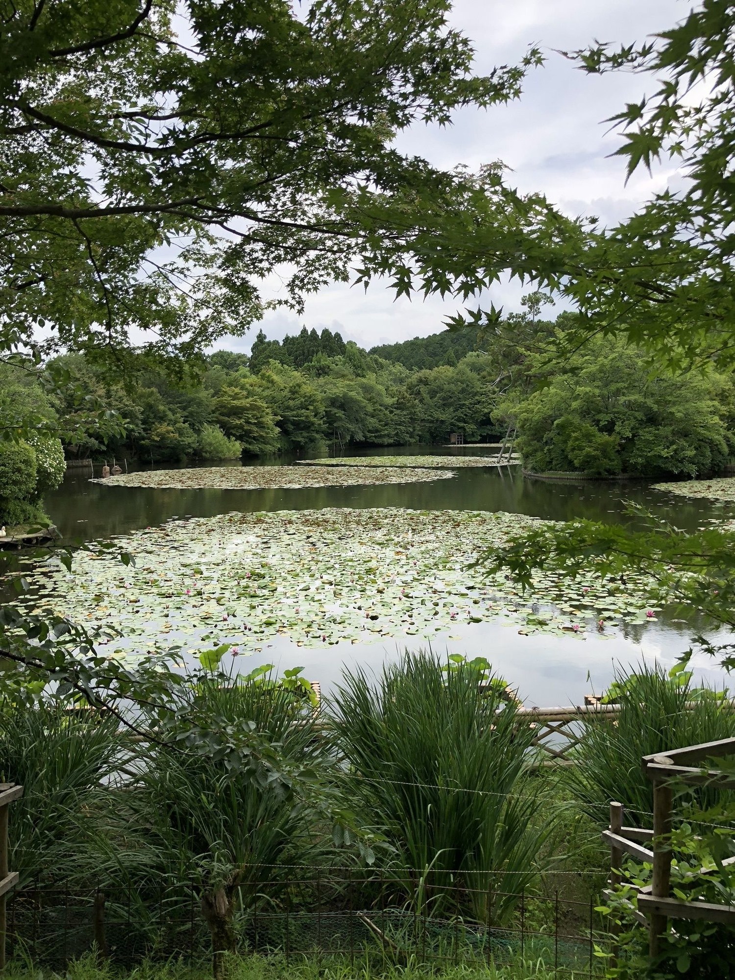 Tsubaki Ann Kyoto