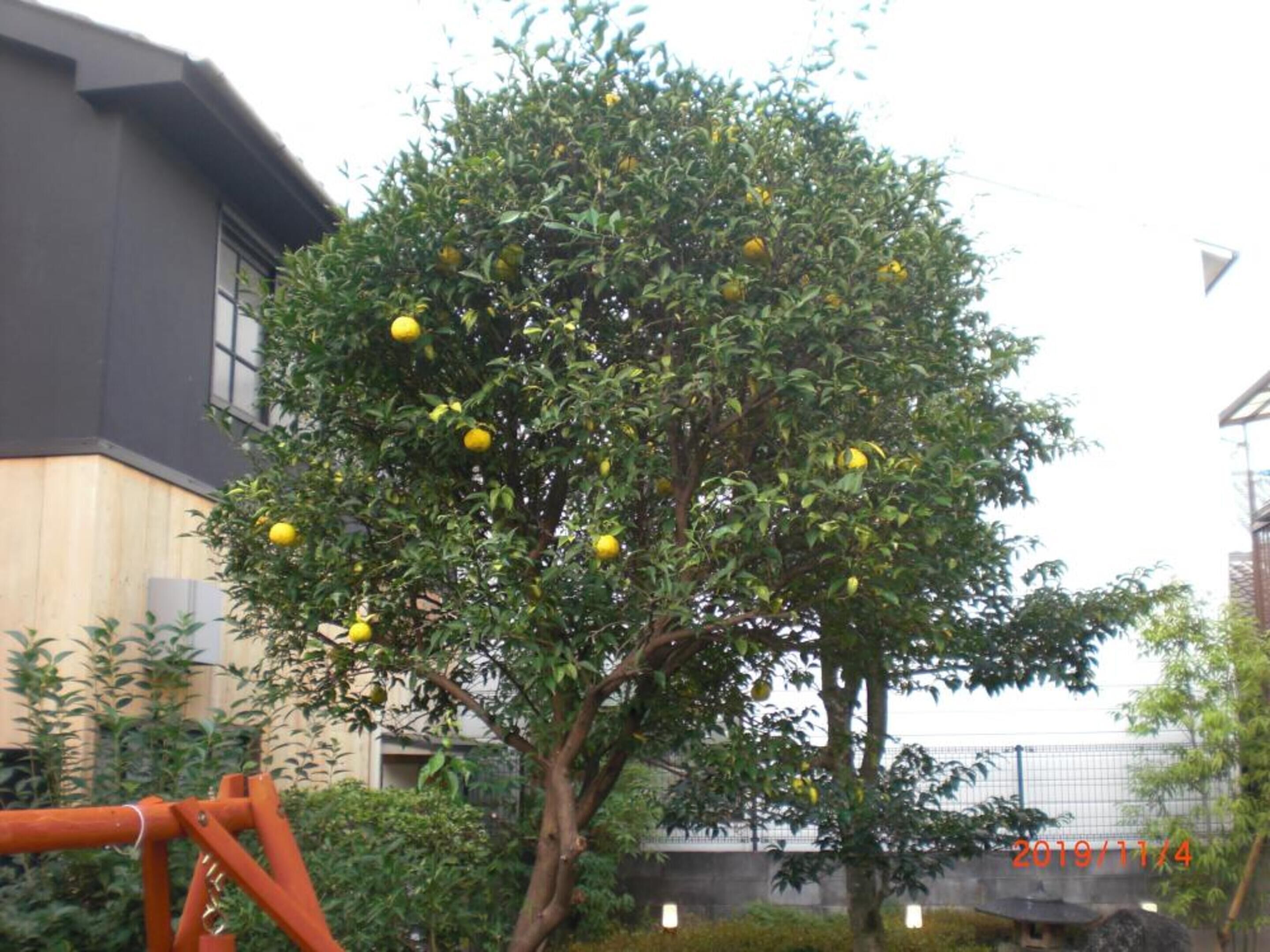 Irori No Yado