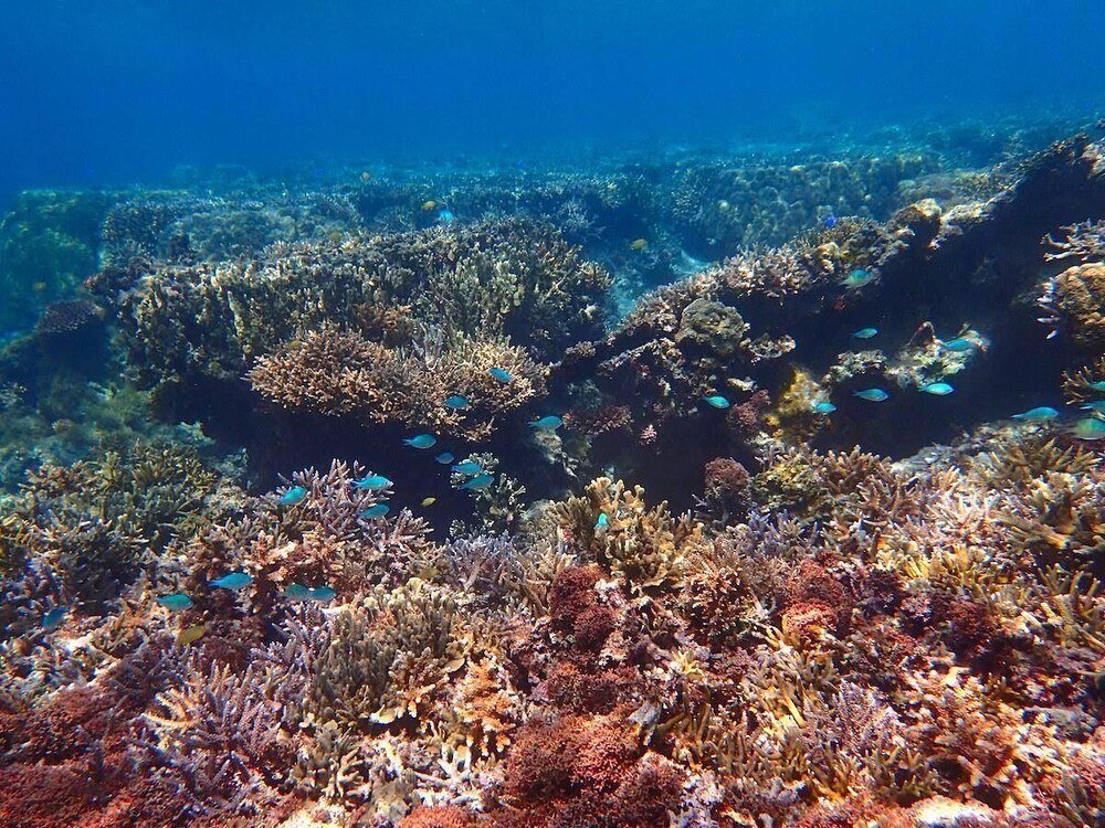Blue Ocean Resort