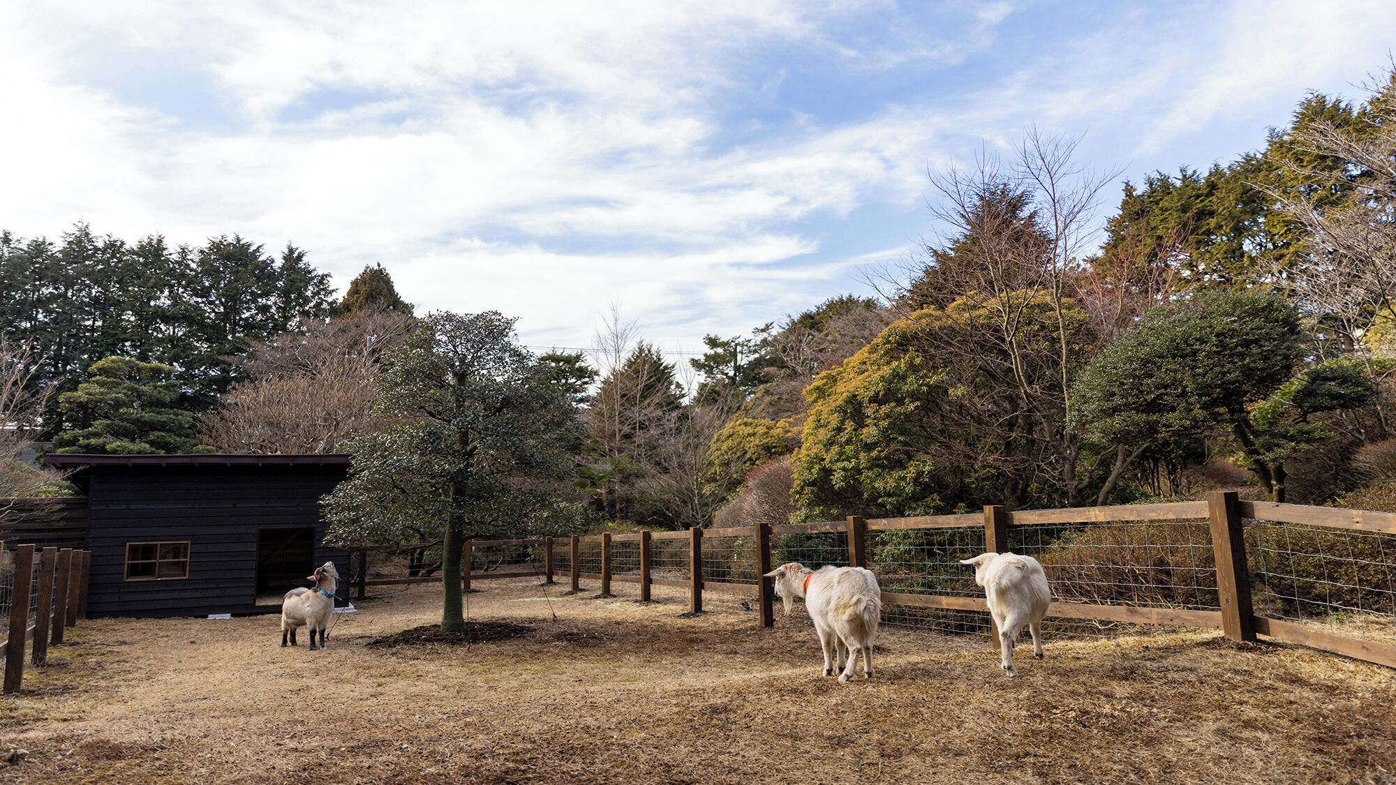 Sengokubara Cocon