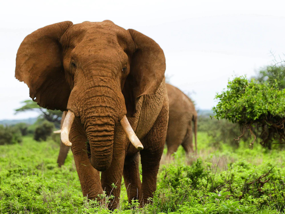 Elangata Olerai Luxury Tented Camp