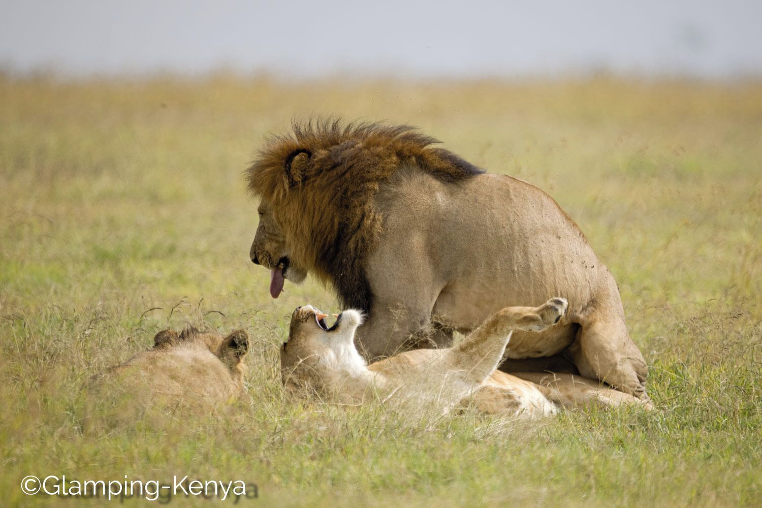 Glamping Kenya Mount Kenya Lodge