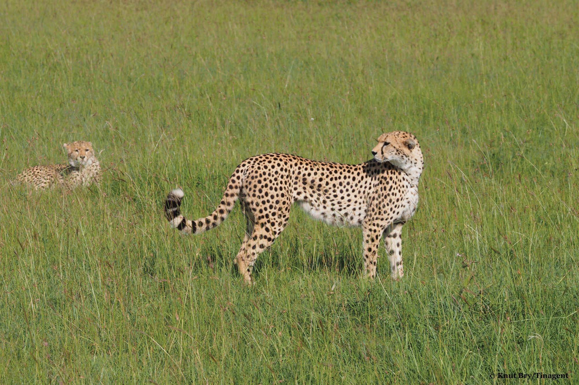 Basecamp Masai Mara