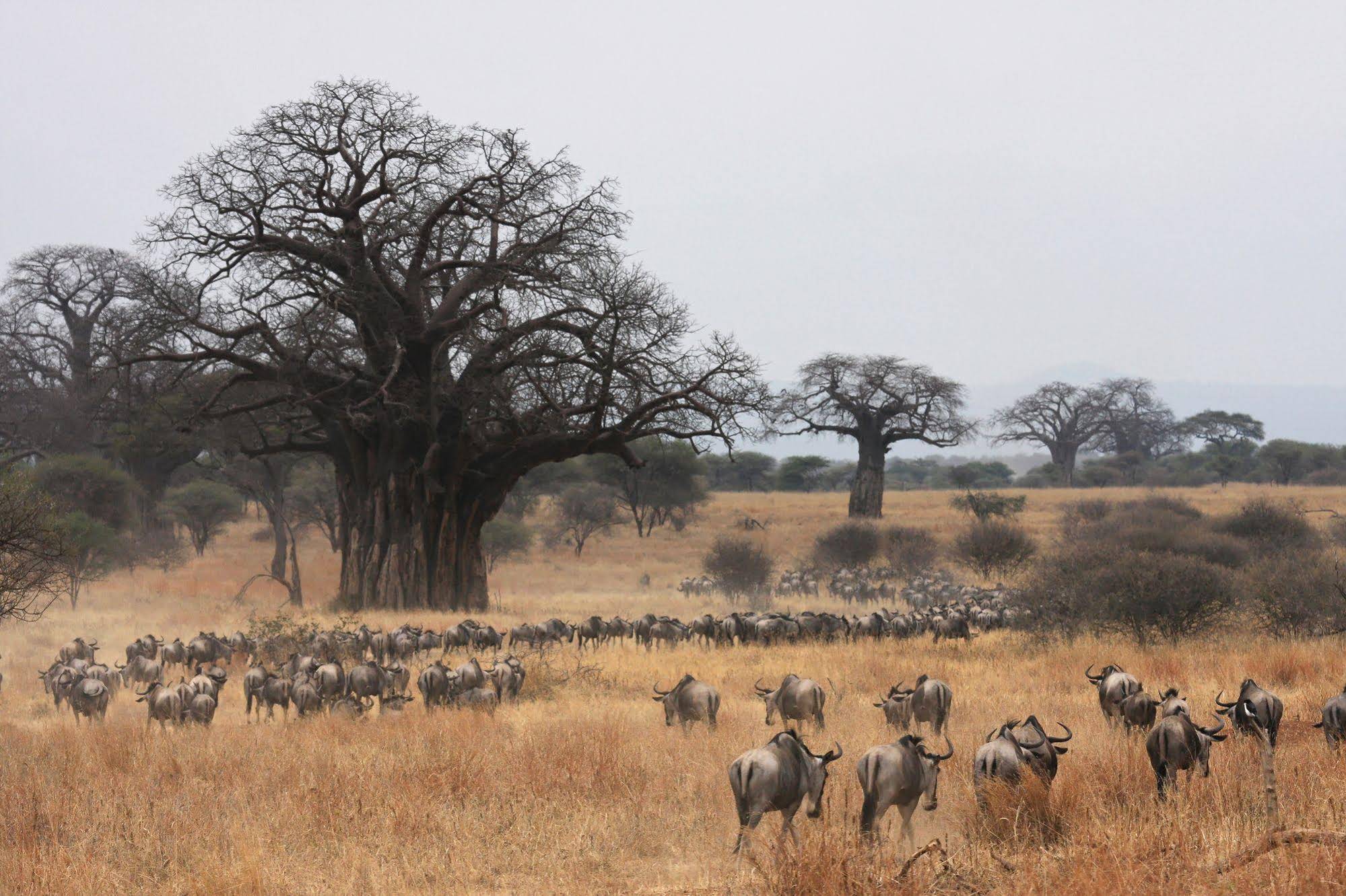 Basecamp Masai Mara