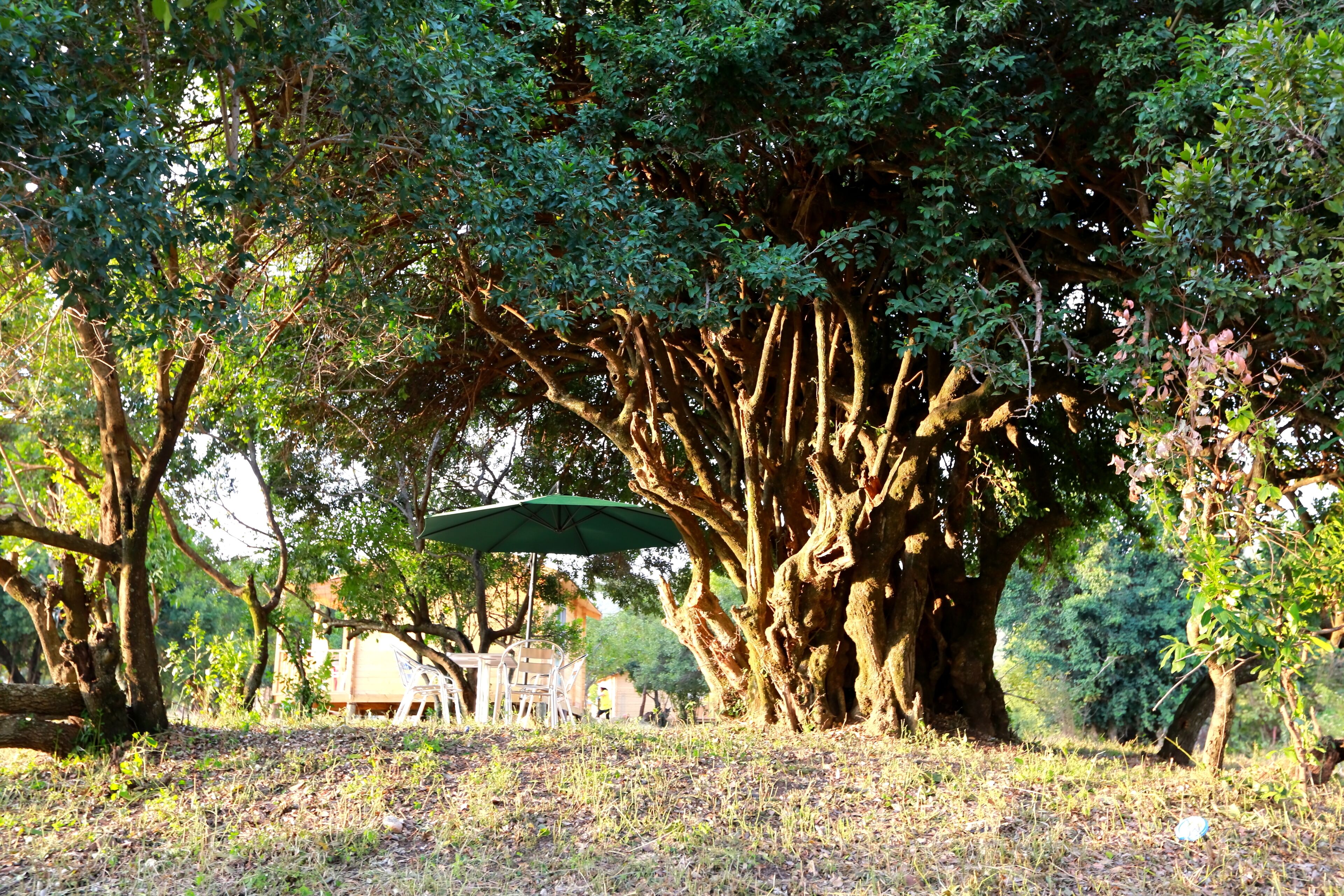 Jambo Mara Safari Lodge
