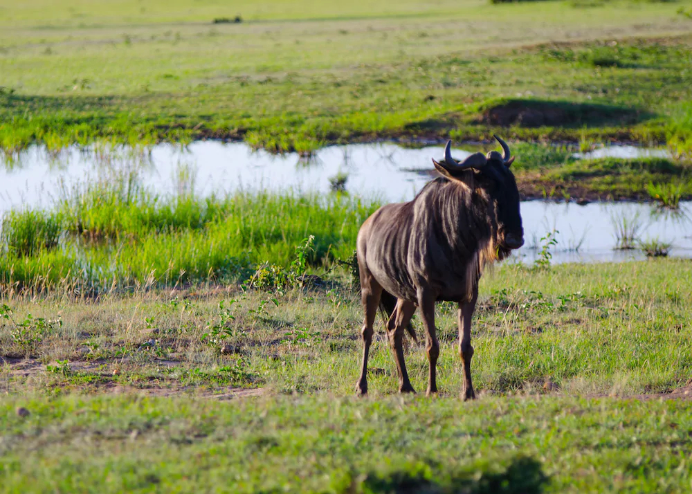Mara Sidai Camp