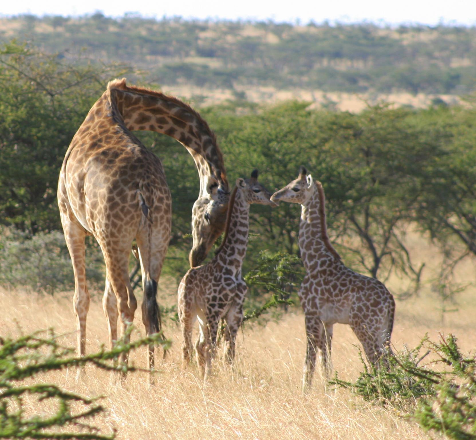 Naboisho Camp