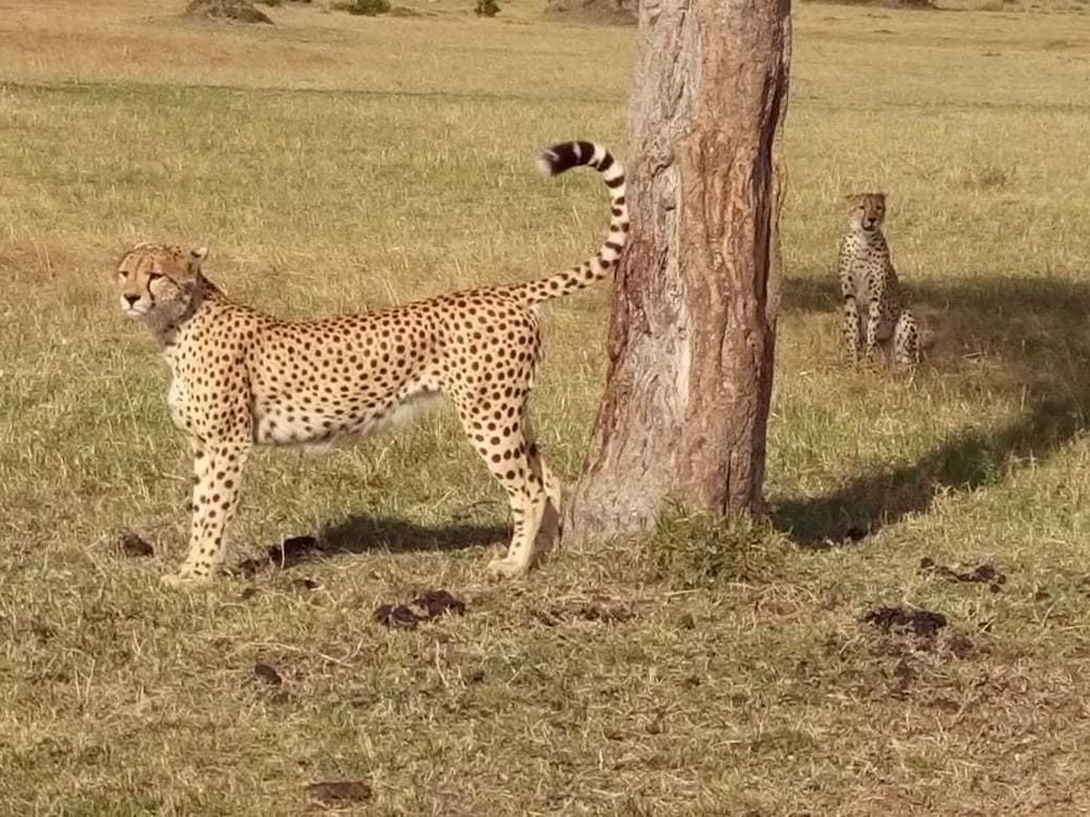 Nalepomara Lodge