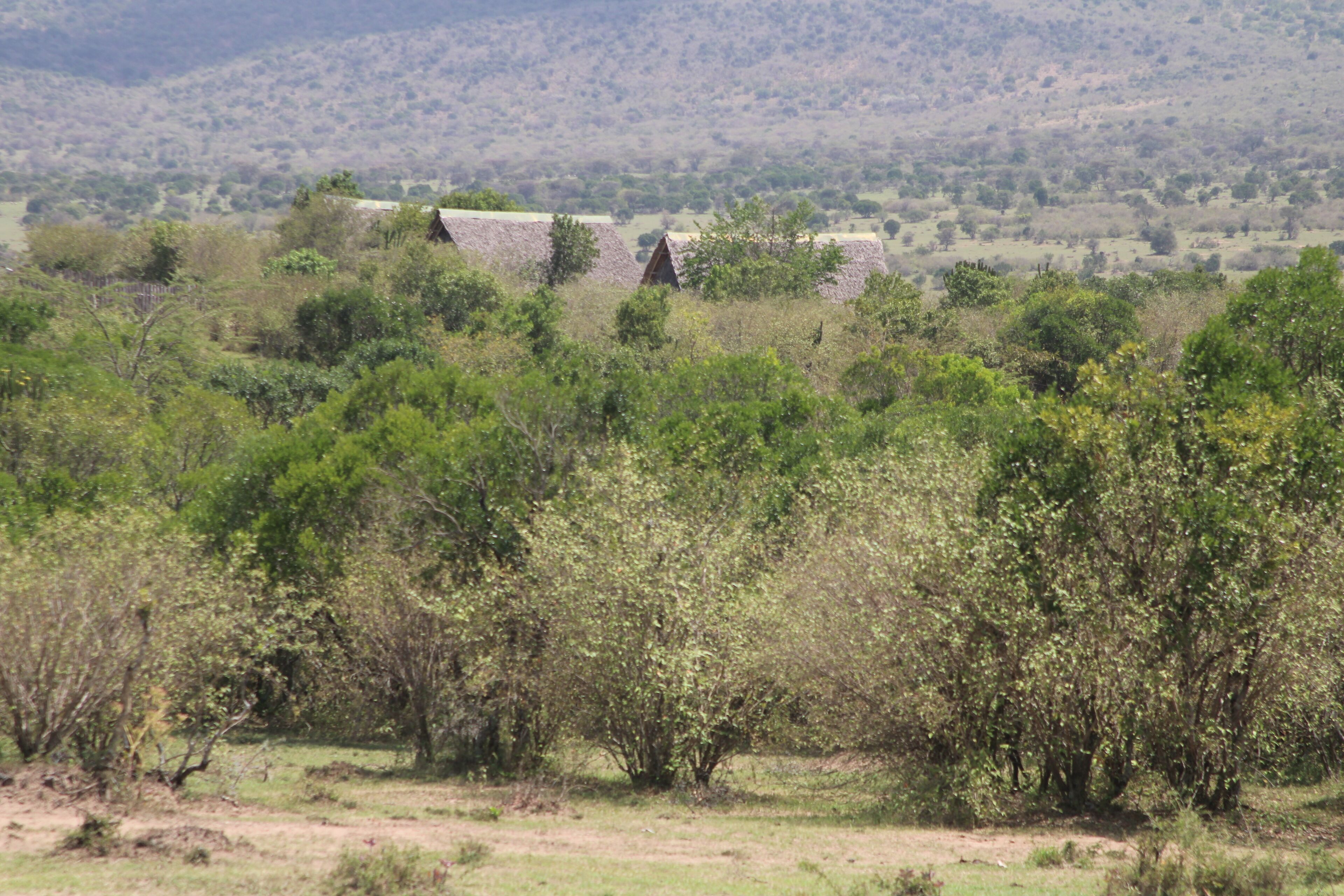 Orngatuny Mara King Camp