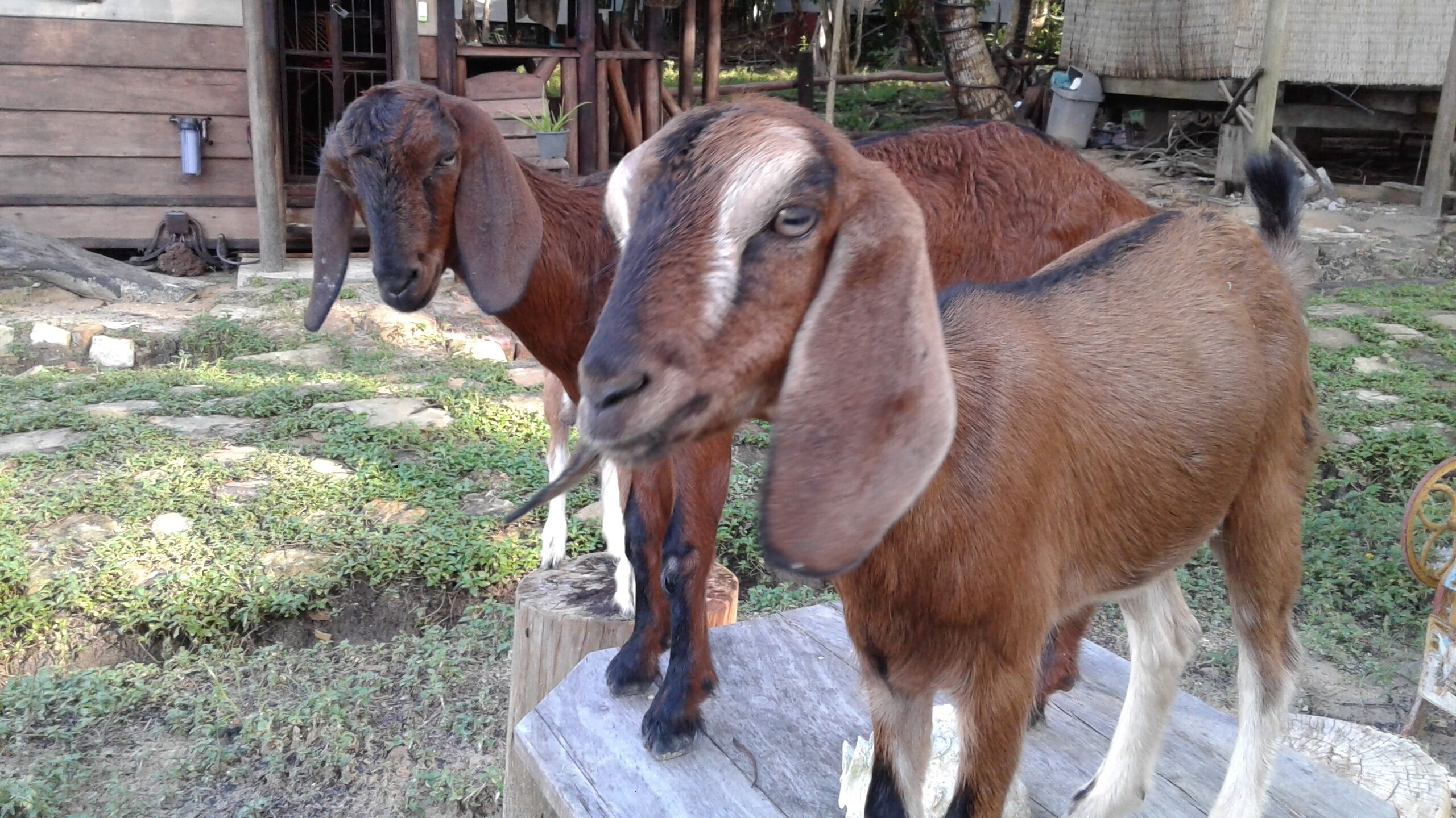 Cupido Beach SPA Resort