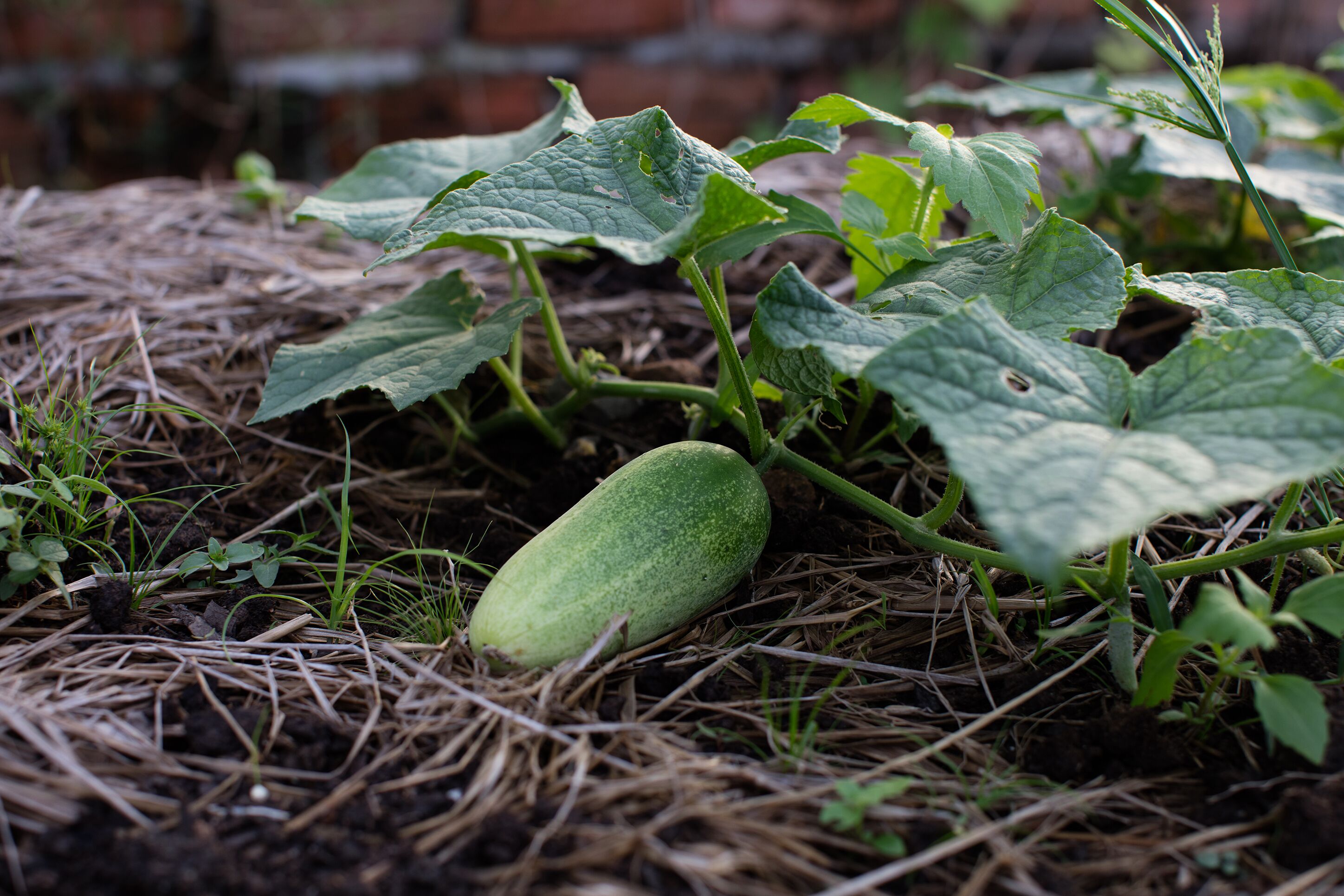 Angkor Rendezvous Villa