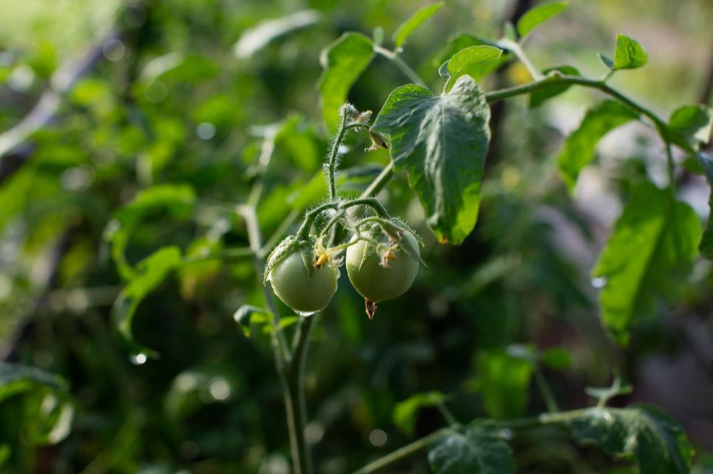 Angkor Rendezvous Villa