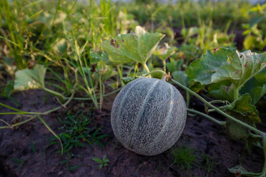 Angkor Rendezvous Villa