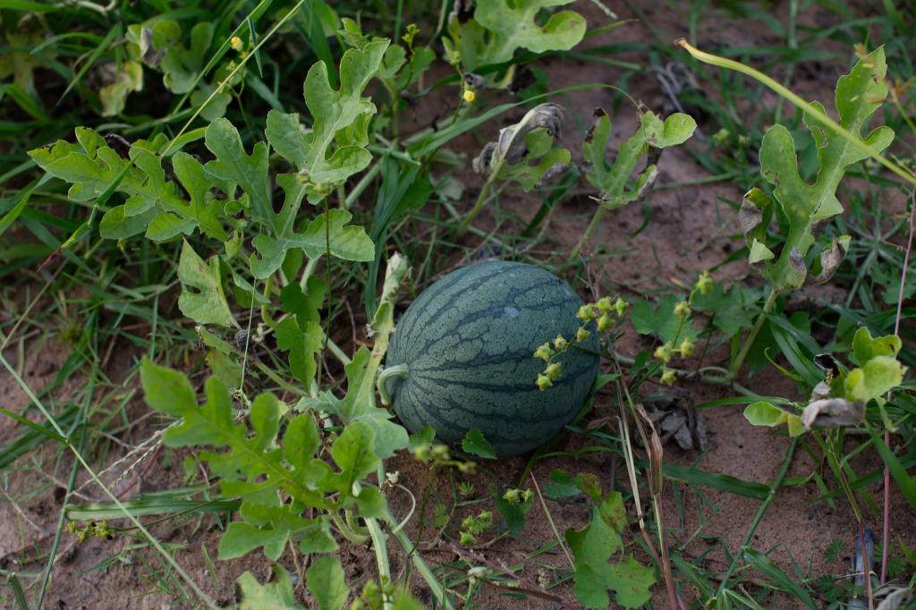 Angkor Rendezvous Villa