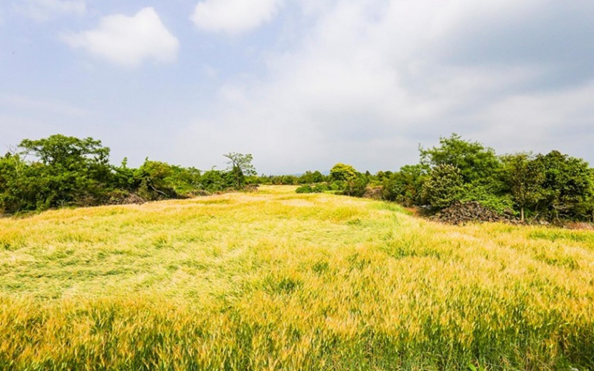 Jeju Bandi House Pension
