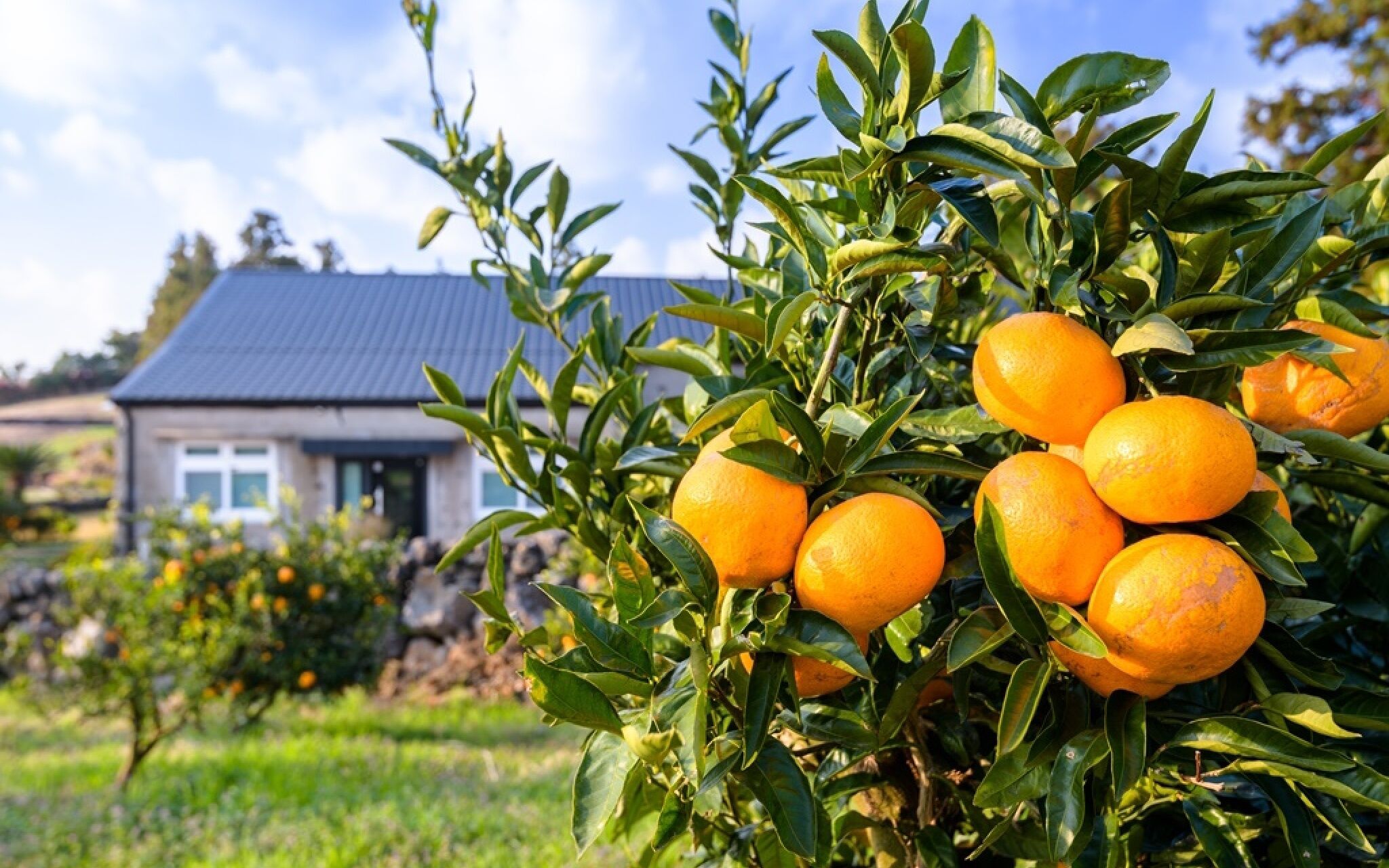 Jeju Patio Aewol