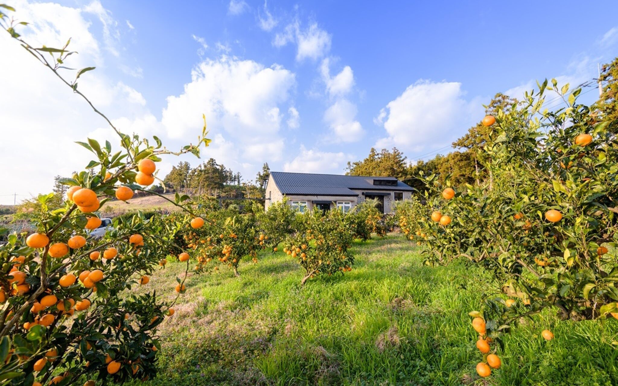 Jeju Patio Aewol