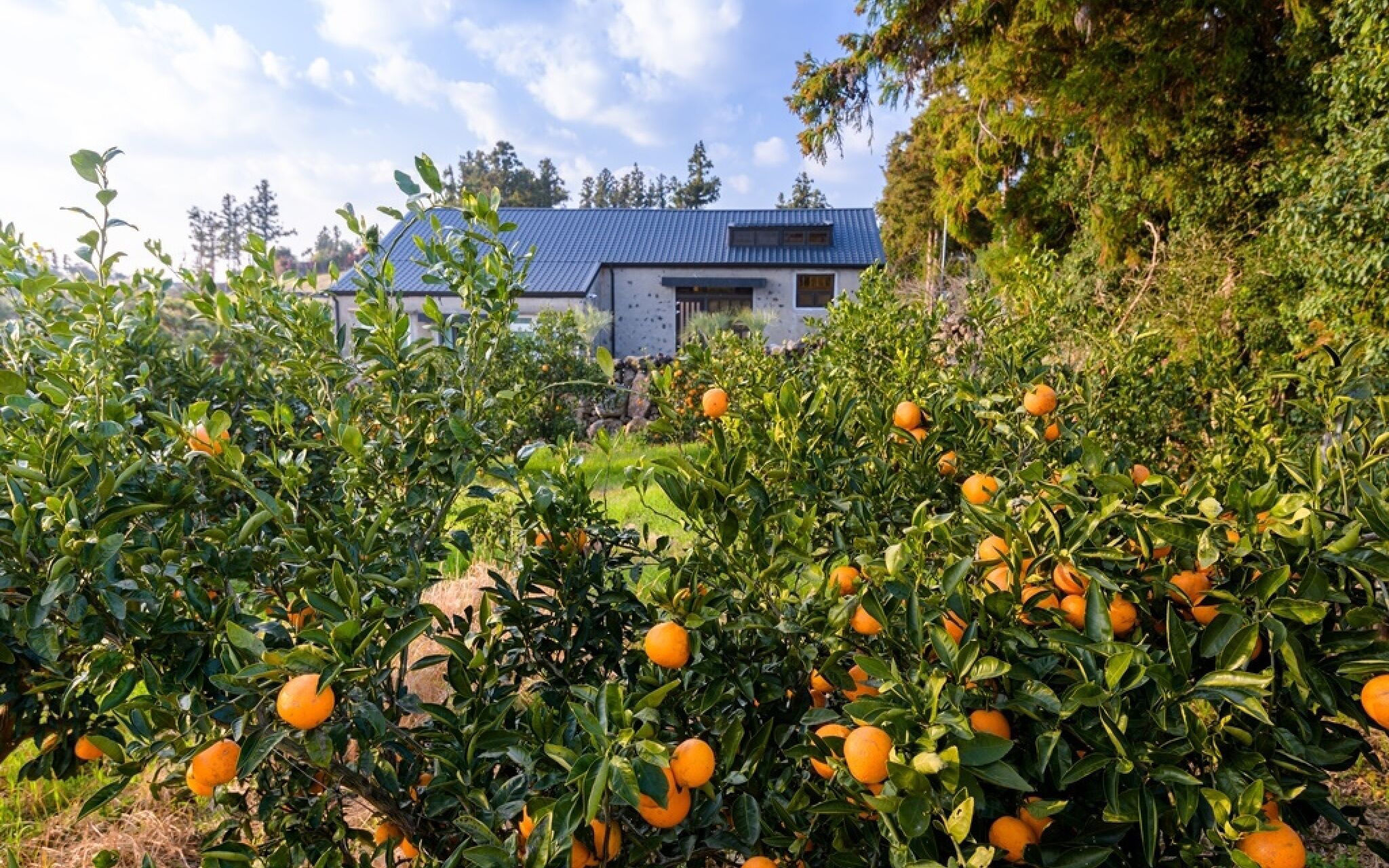Jeju Patio Aewol