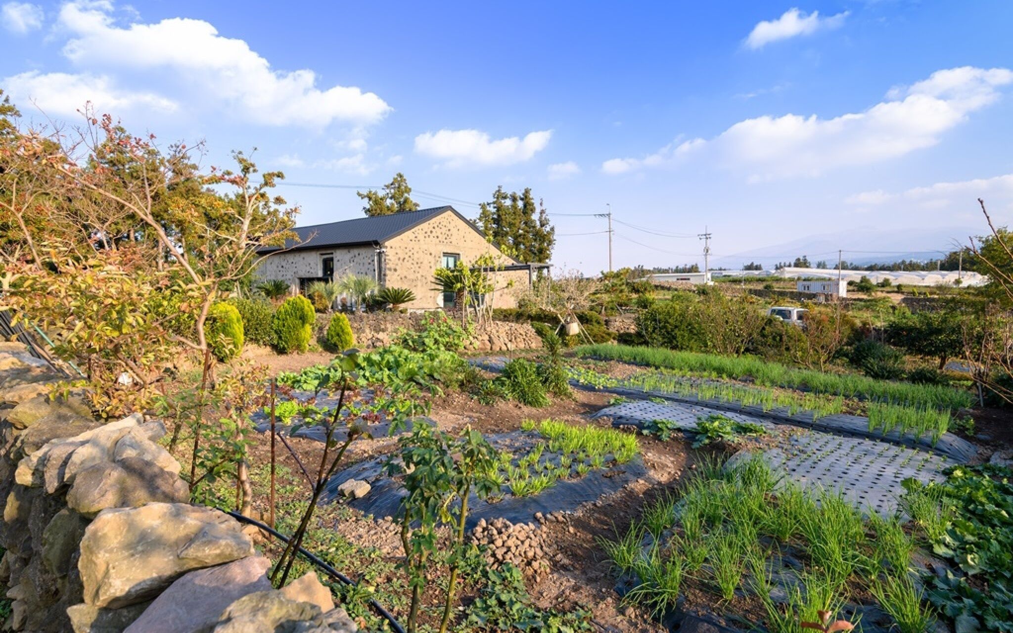 Jeju Patio Aewol