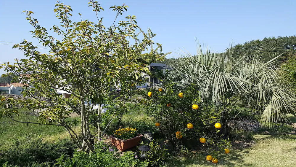 Sonangche