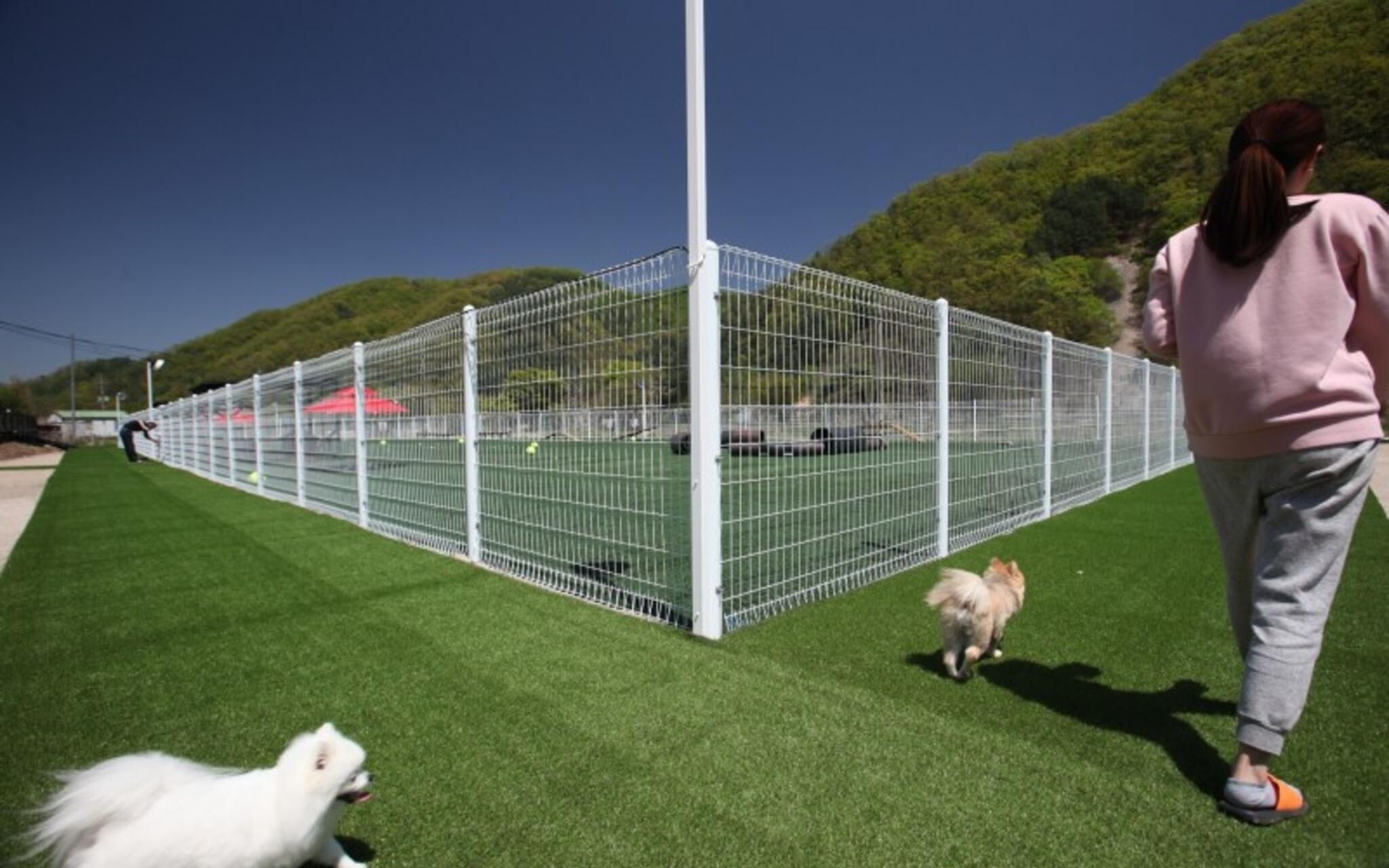 Chuncheon Pet Island Pension