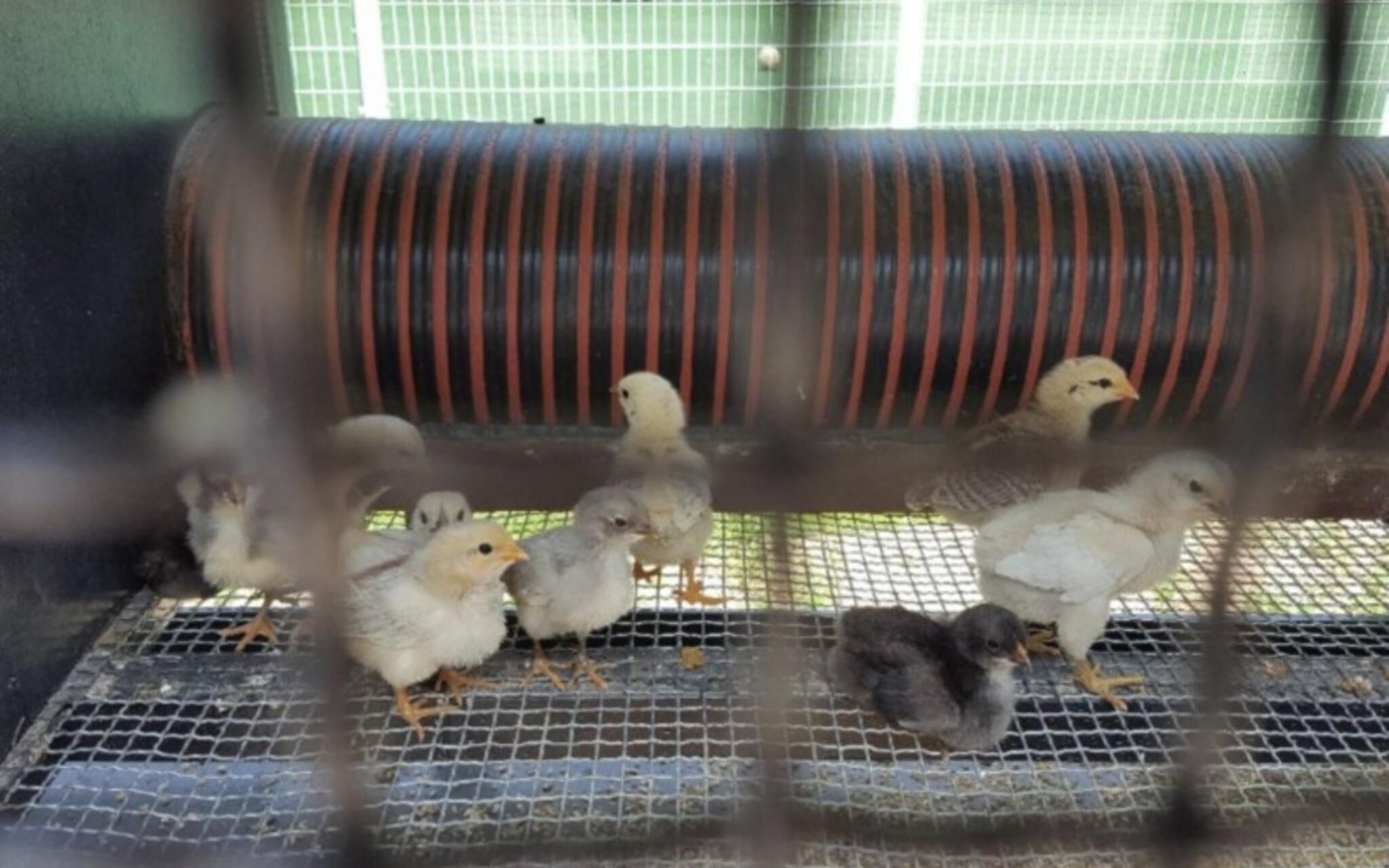 Chuncheon Pet Island Pension