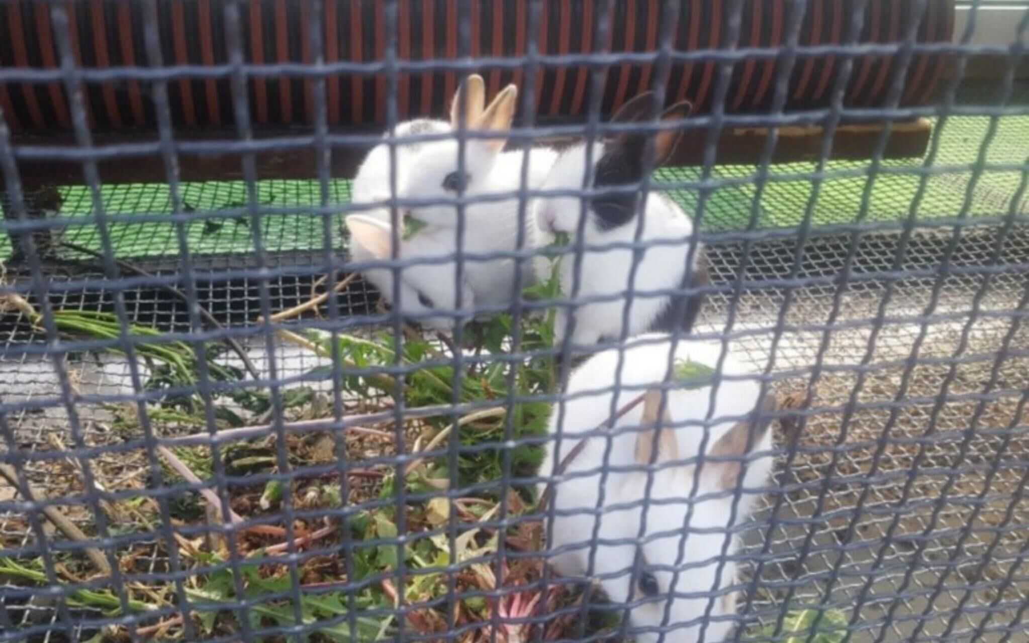 Chuncheon Pet Island Pension