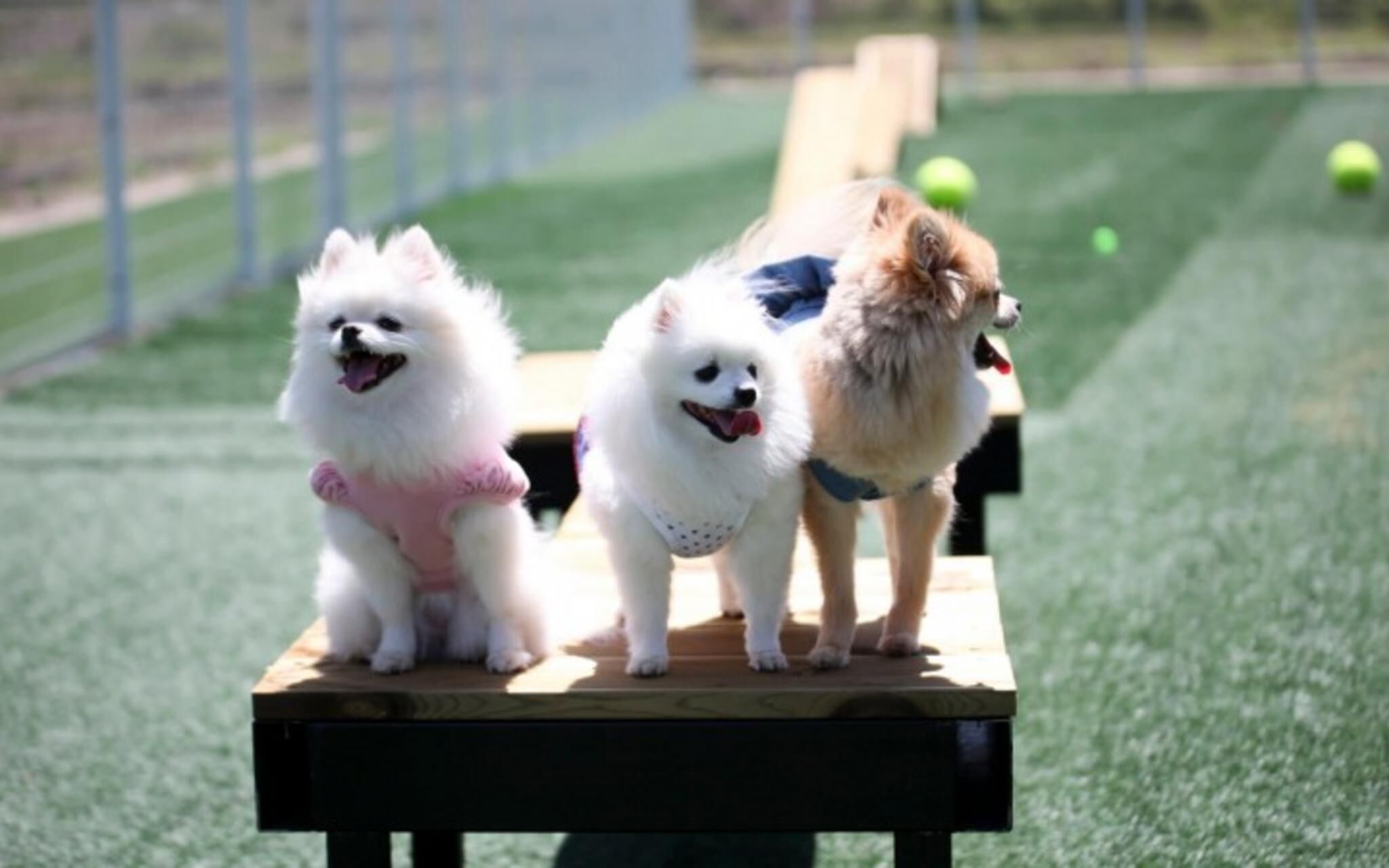 Chuncheon Pet Island Pension