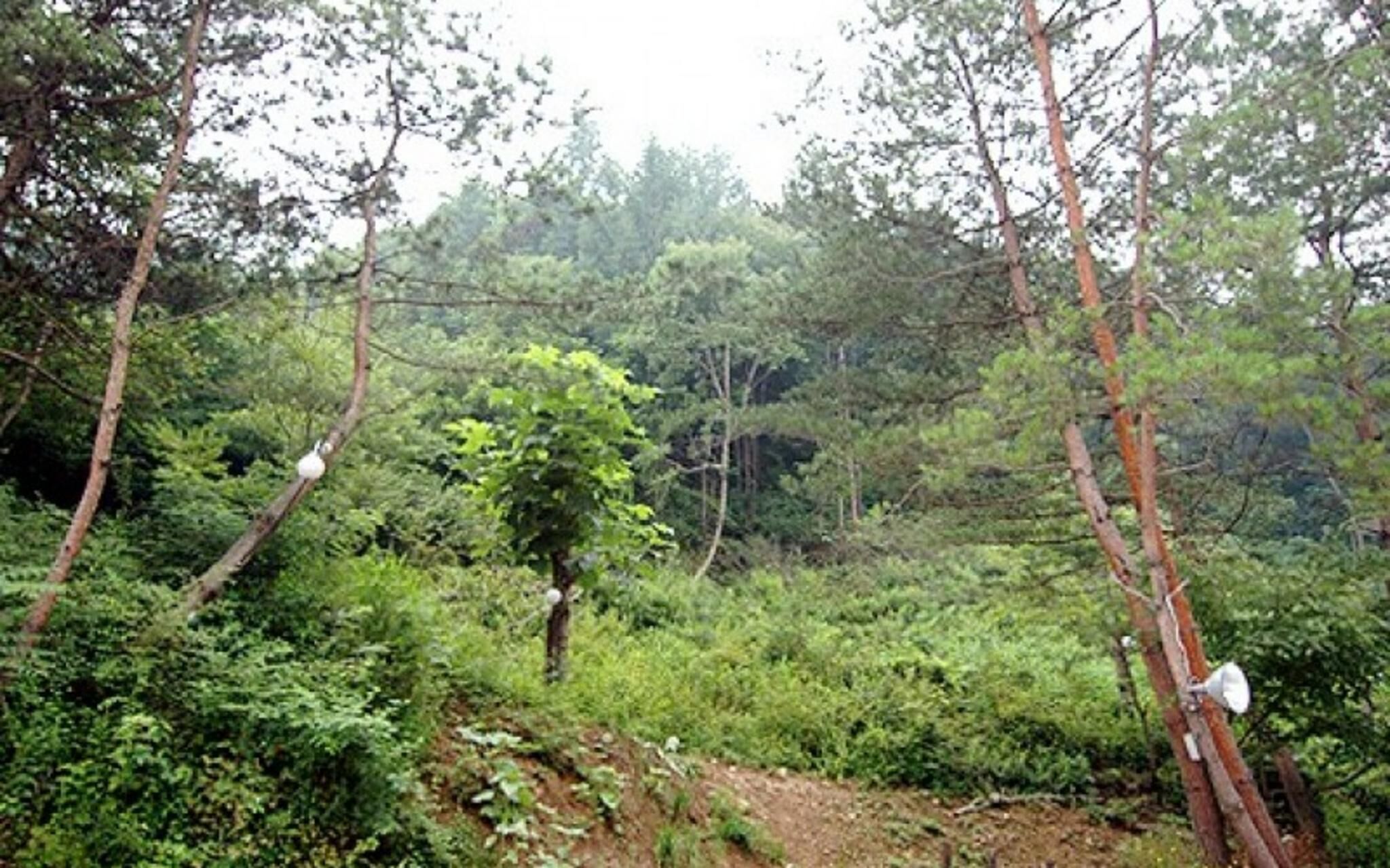 Chuncheon Supsogiyagi Pension