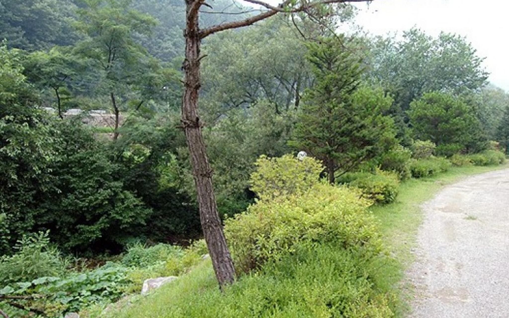 Chuncheon Supsogiyagi Pension