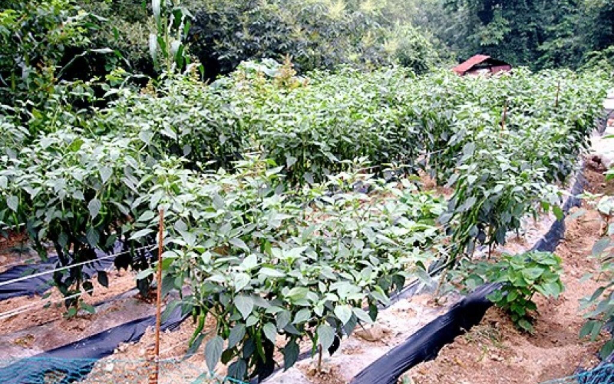 Chuncheon Supsogiyagi Pension