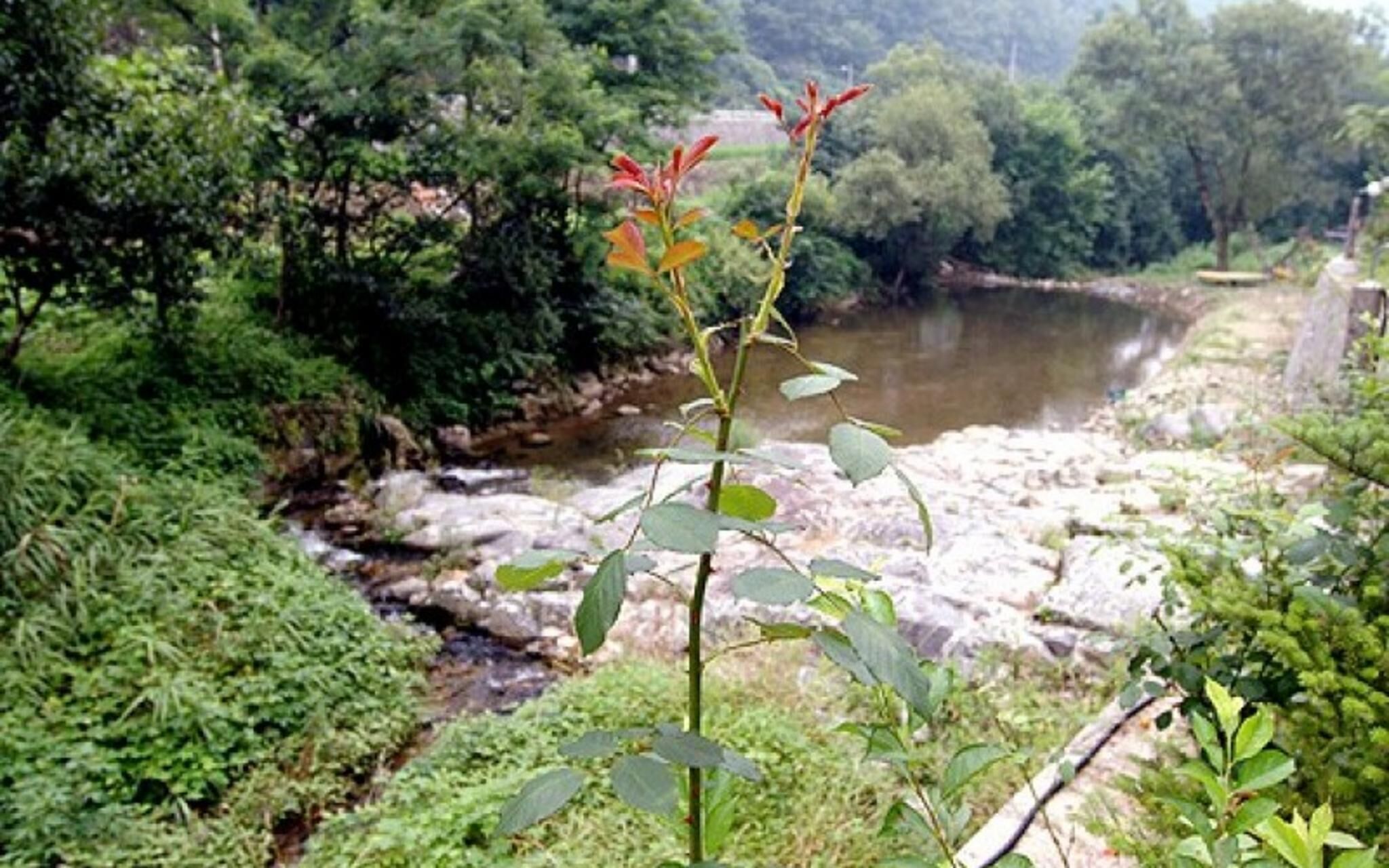 Chuncheon Supsogiyagi Pension