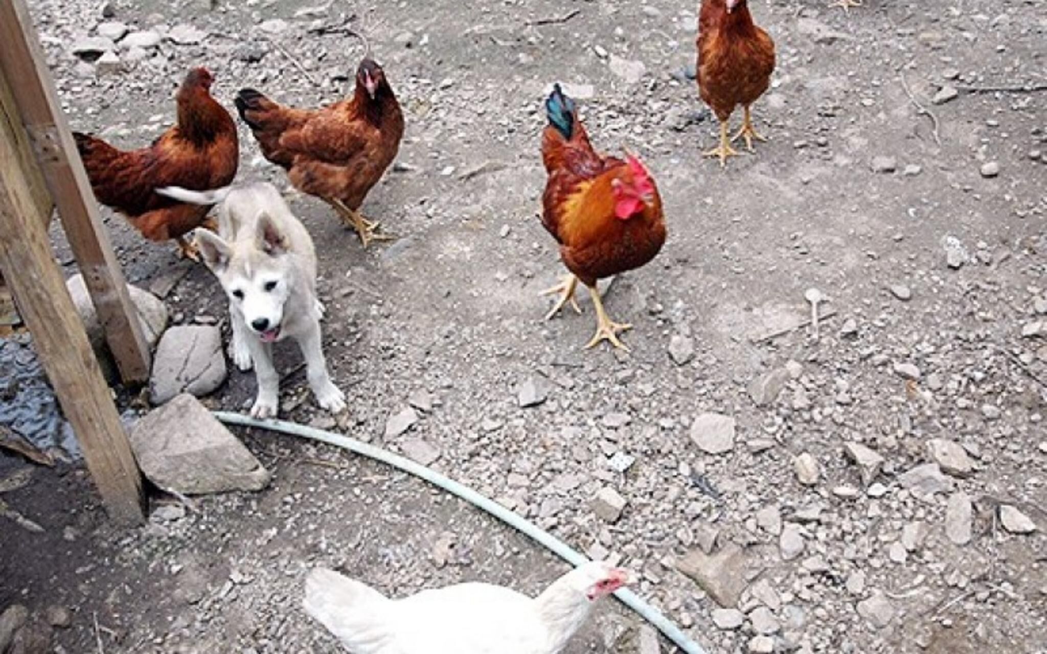 Chuncheon Supsogiyagi Pension