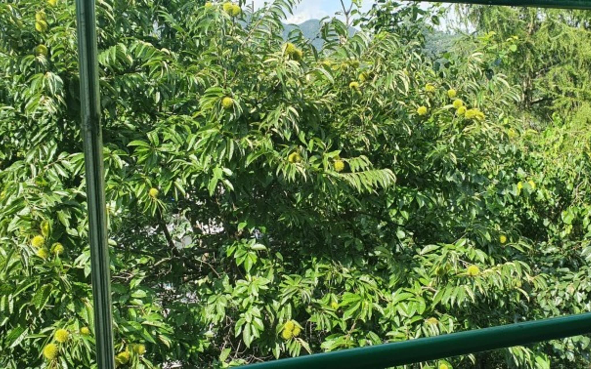Chuncheon Supsogui Gangchon Pension